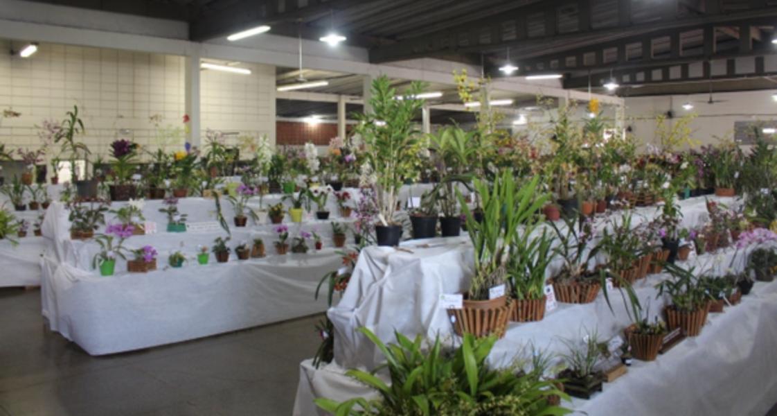 Exposição Nacional de Orquídeas de Ribeirão Preto será realizada nos dias 27, 28 e 29 de setembro