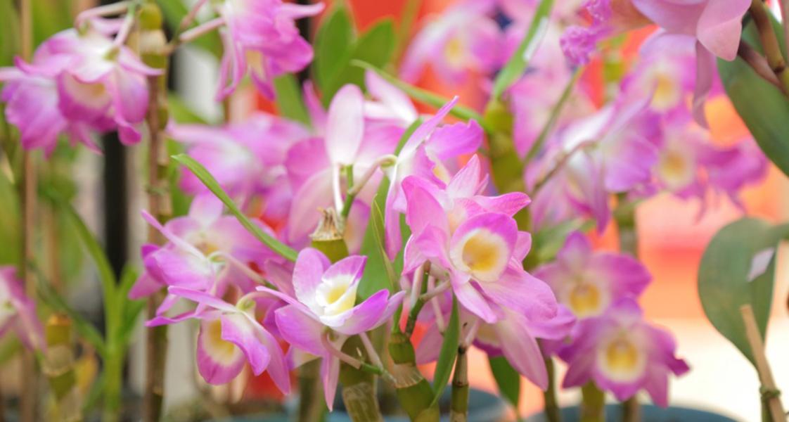 Feira de Orquídeas do ShoppingSantaÚrsula acontece nos dias 4, 5 e 6 de outubro com mais de 5 mil plantas