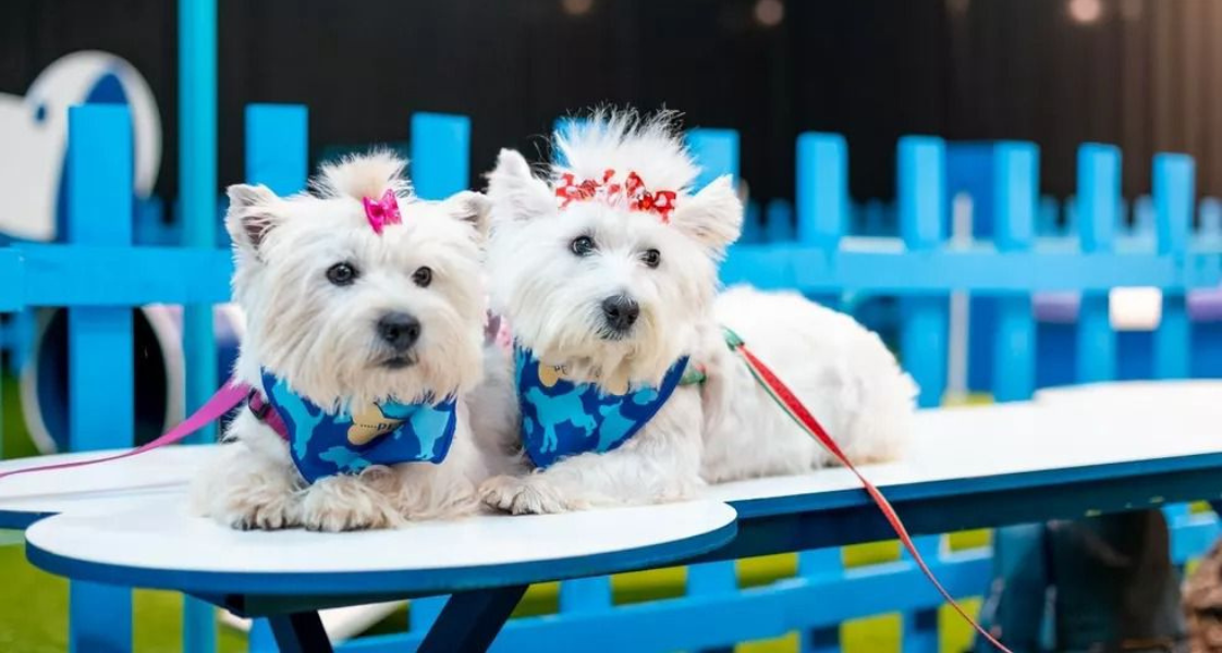 Shopping Iguatemi Ribeirão Preto recebe mais uma edição do Pet Day